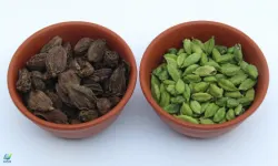 Cardamom (Green and Black)