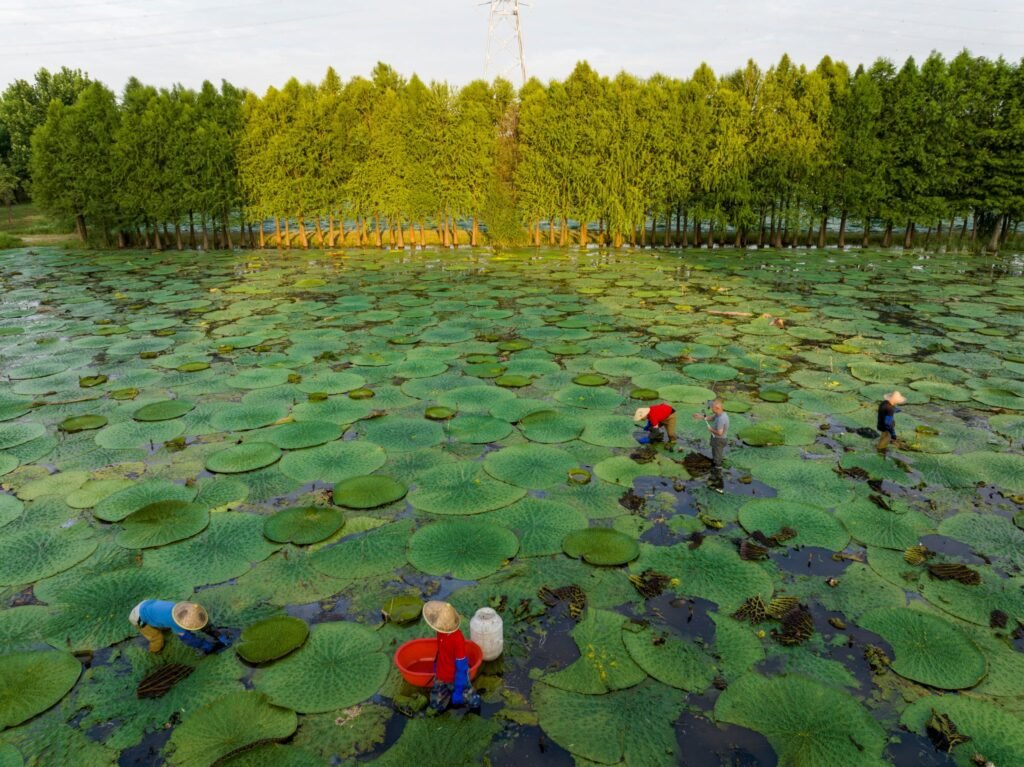 Farmers manually harvesting makhana in wetlands