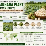 Guide to the Makhana Plant (Fox Nut) Cultivation, Processing, and Global Export