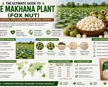 Guide to the Makhana Plant (Fox Nut) Cultivation, Processing, and Global Export
