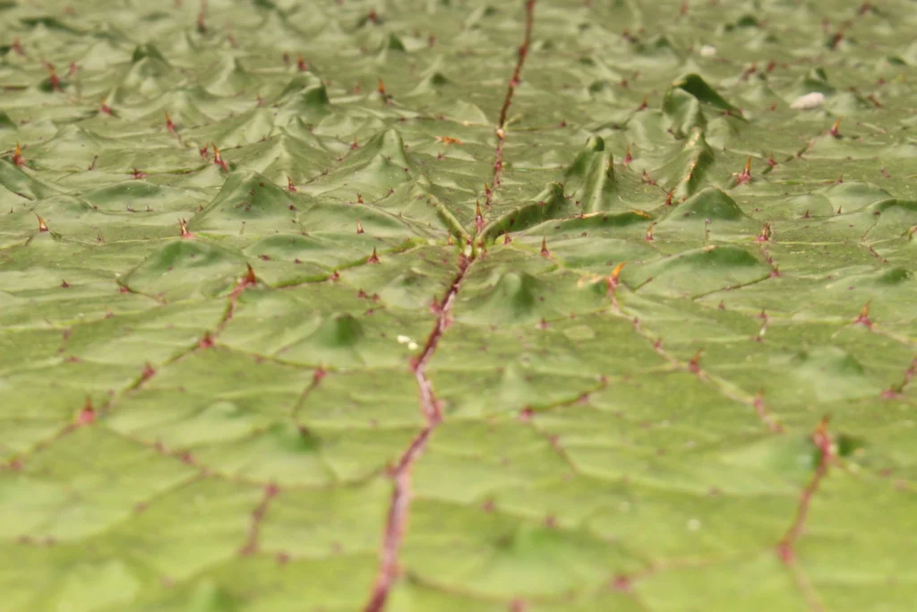 thorny leaves of the Euryale ferox plant